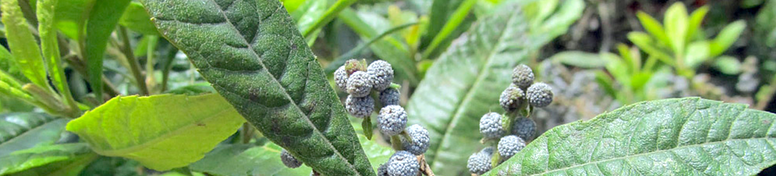 myrica wax