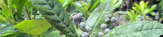 myrica wax