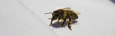 honey bee banner