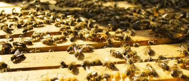 buckfast abbey honey bees